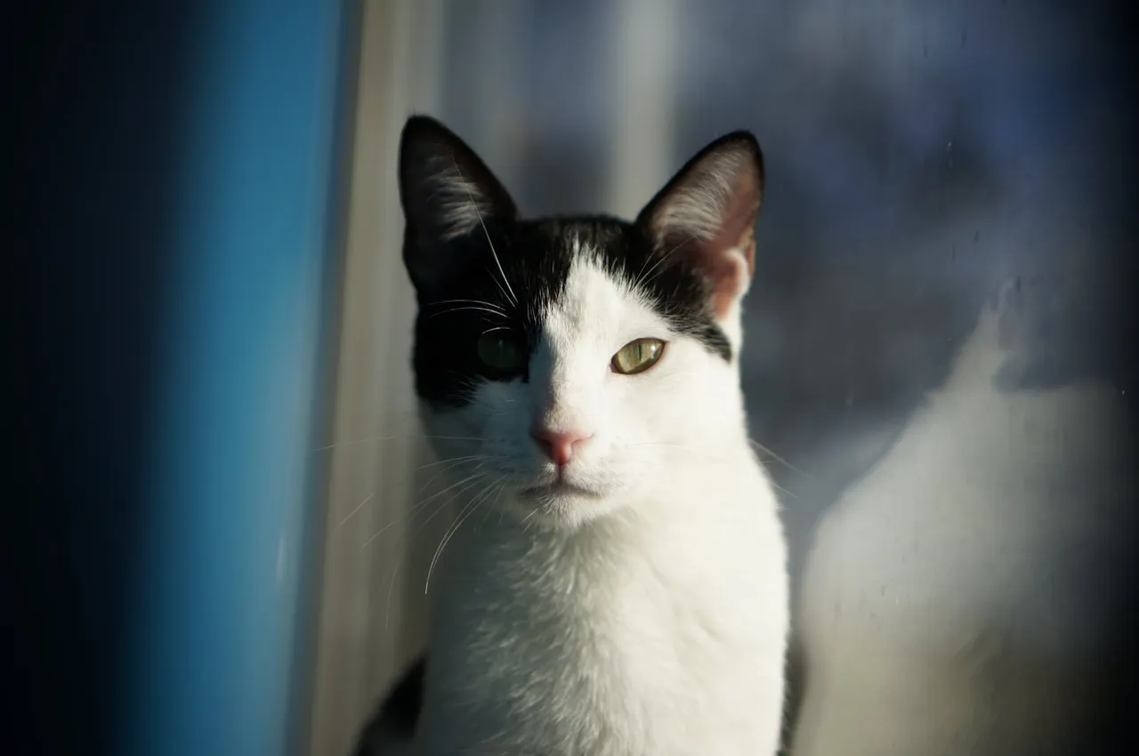 Chat recueilli par Nine Lives Paris