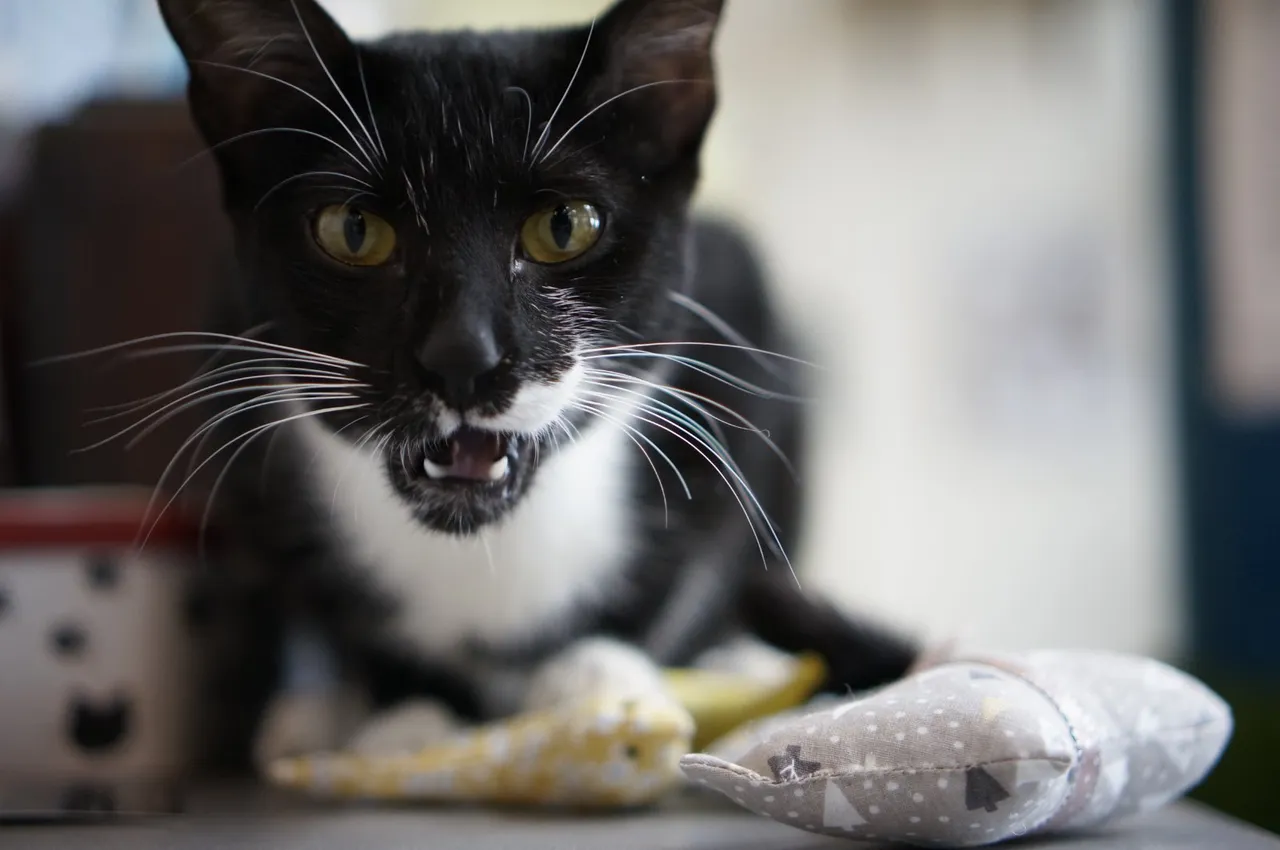 Chat recueilli par Nine Lives Paris