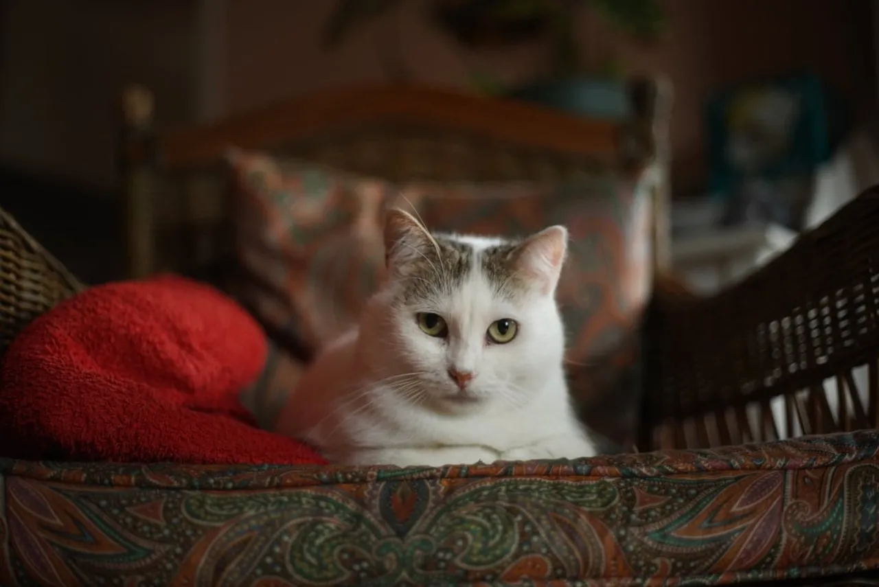 Chat recueilli par Nine Lives Paris