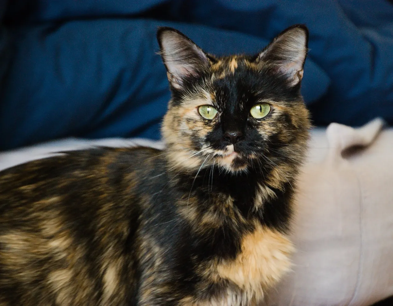 Chat recueilli par Nine Lives Paris