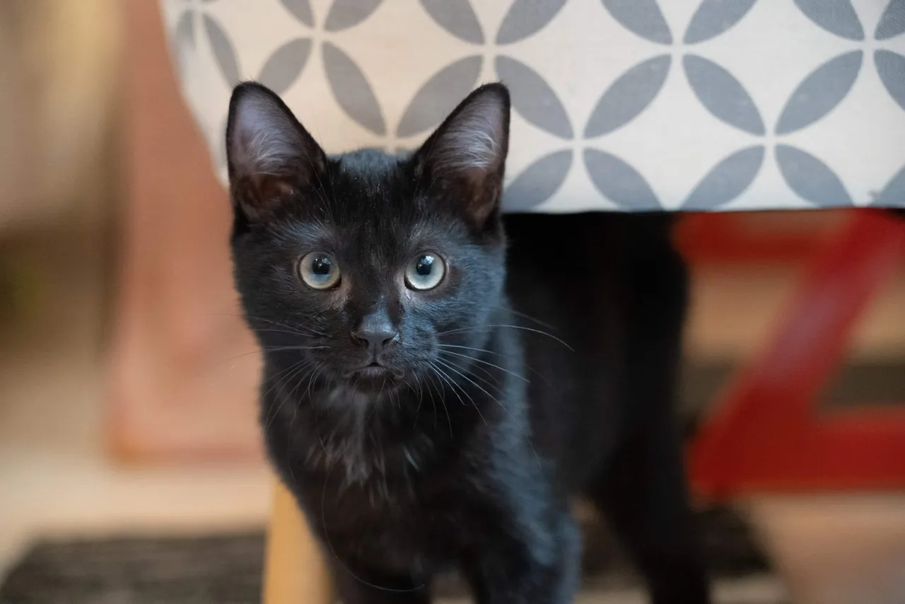 Chat recueilli par Nine Lives Paris