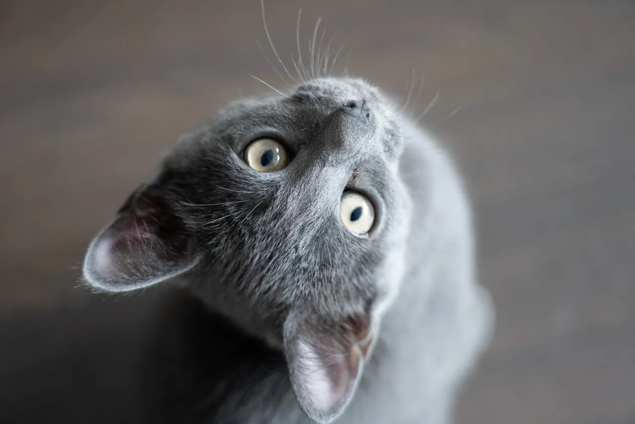 Chat recueilli par Nine Lives Paris
