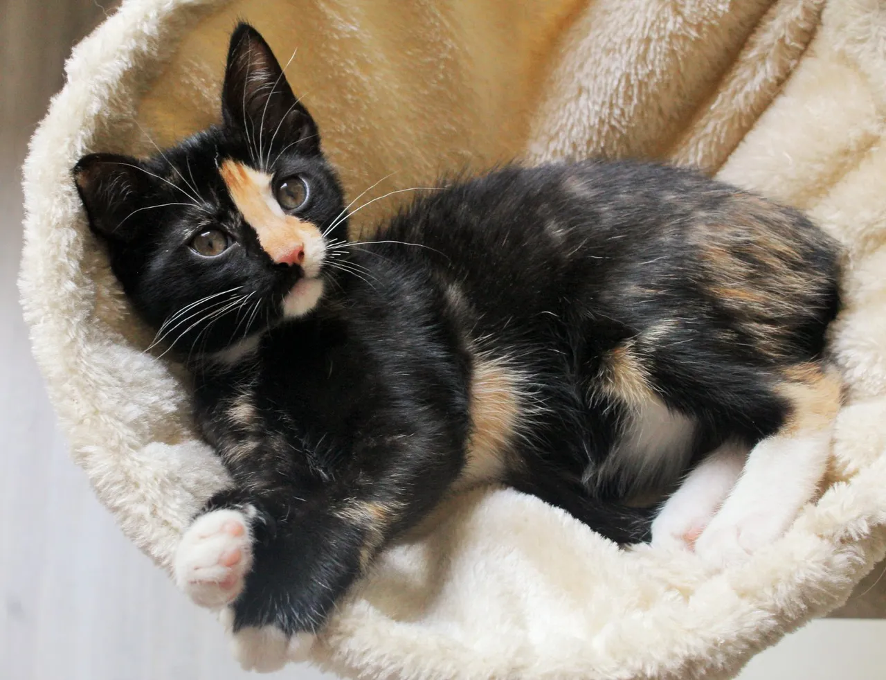 Chat recueilli par Nine Lives Paris