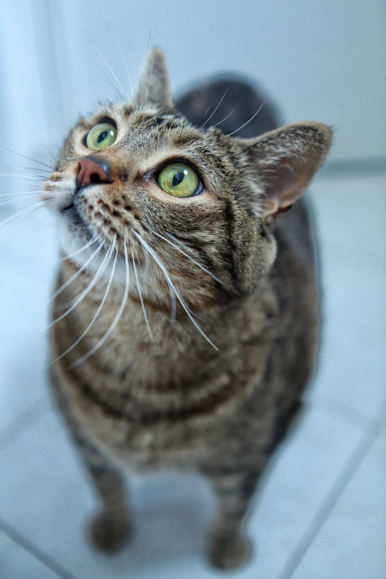 Chat recueilli par Nine Lives Paris