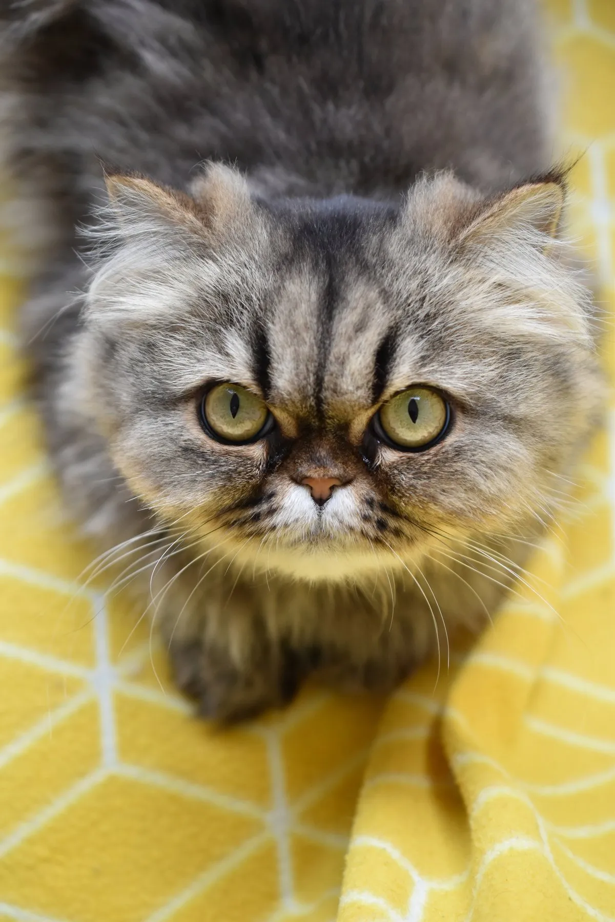 Chat adopté par Nine Lives Paris