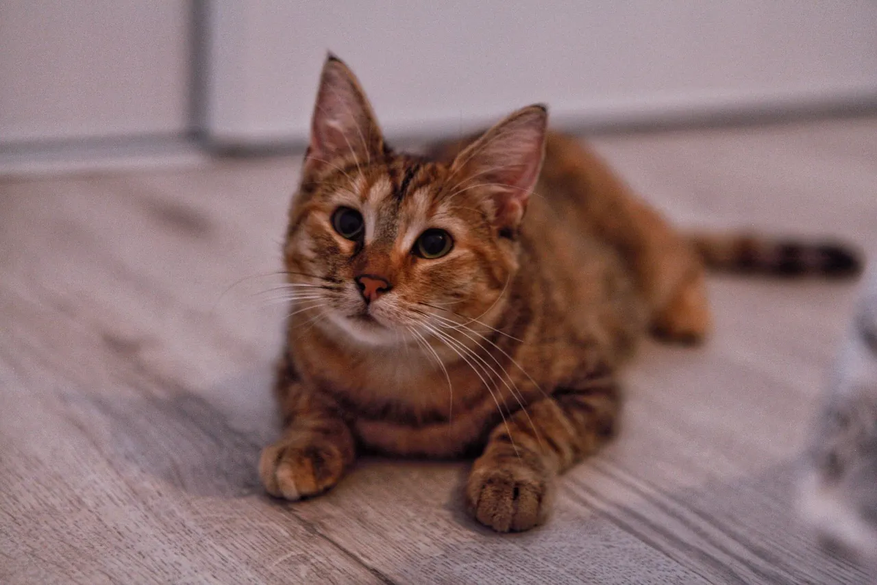 Chat recueilli par Nine Lives Paris