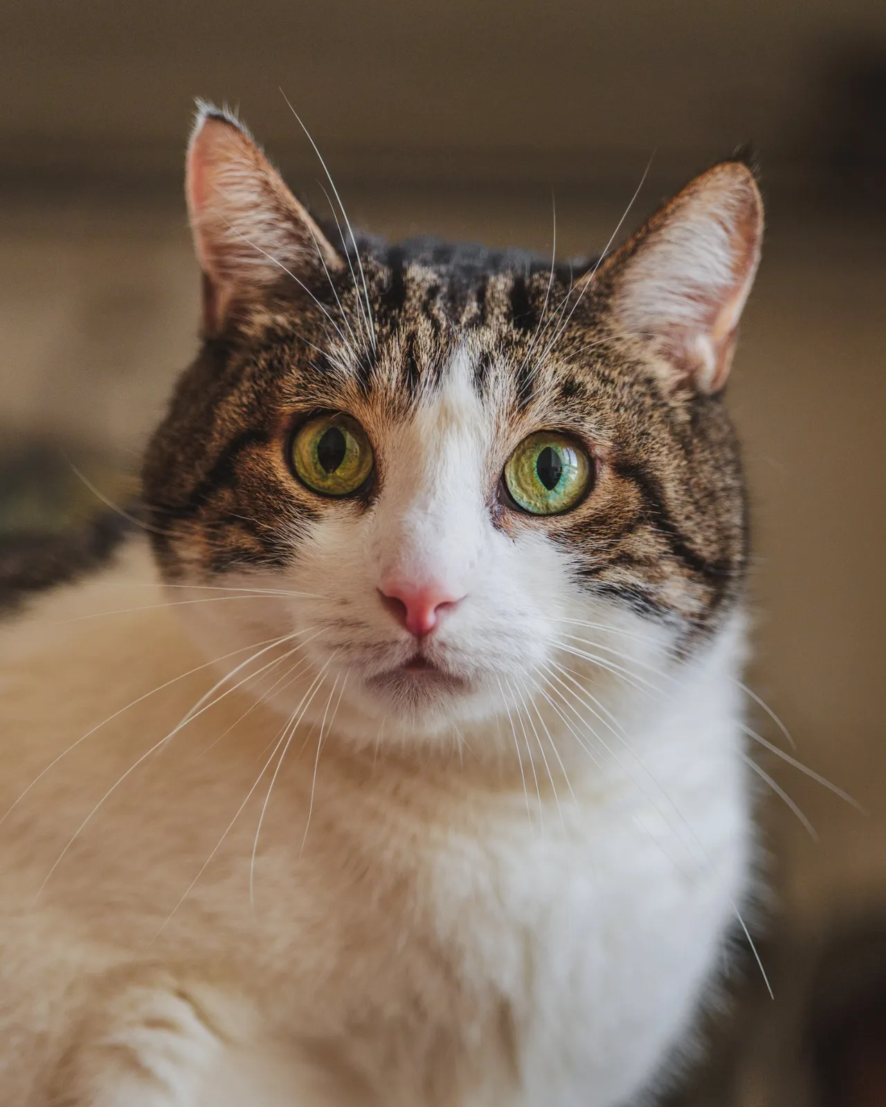 Chat adopté par Nine Lives Paris