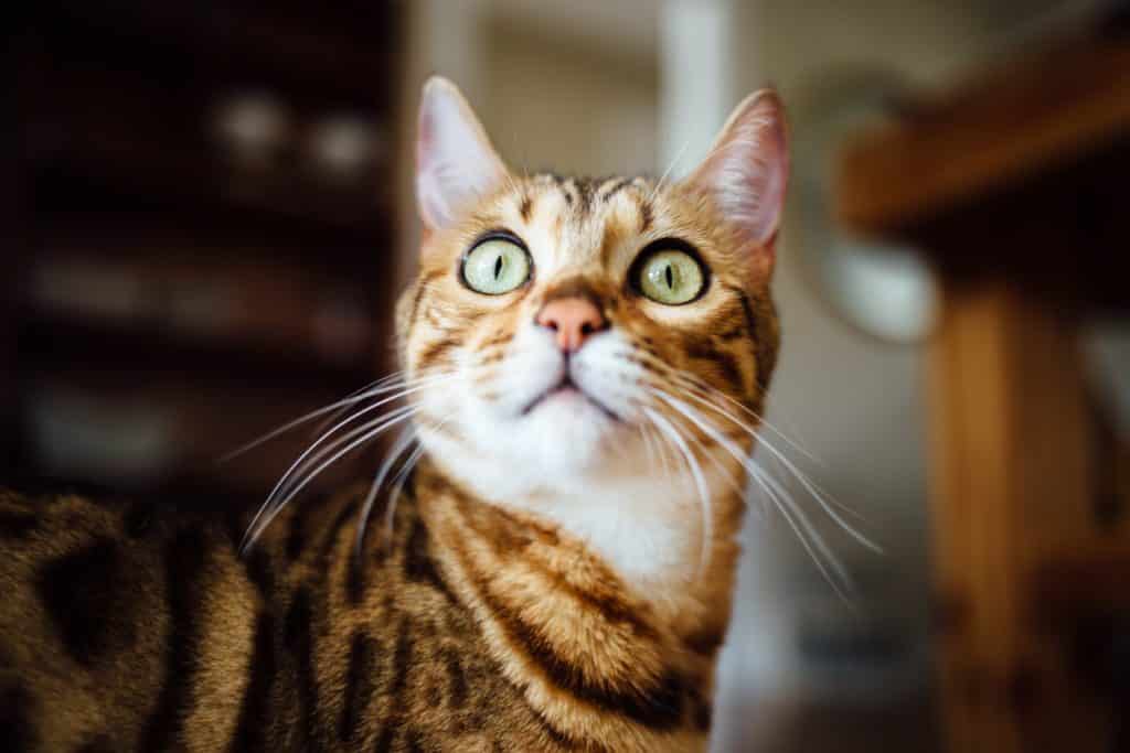 chat surpris