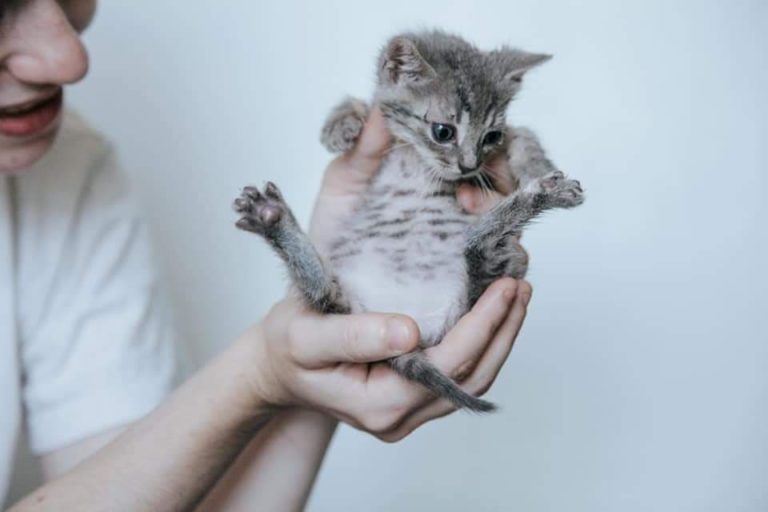 chaton dans une main